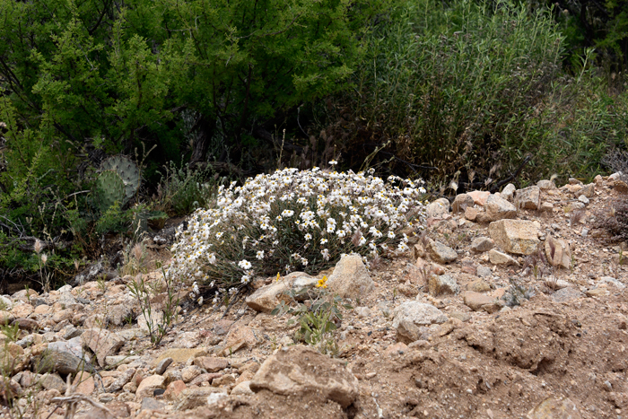 Melampodium leucanthum, Plains Blackfoot Daisy